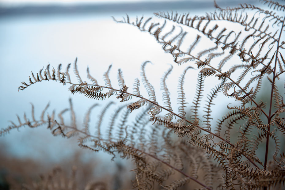 photographe-en-finistere-nature-automne